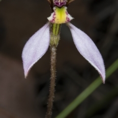 Eriochilus cucullatus at Canberra Central, ACT - 23 Mar 2018