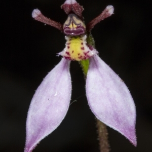 Eriochilus cucullatus at Canberra Central, ACT - 23 Mar 2018