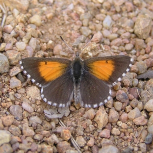 Lucia limbaria at Bullen Range - 24 Mar 2018 11:04 AM
