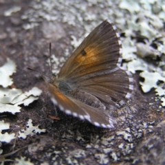 Lucia limbaria (Chequered Copper) at Bullen Range - 24 Mar 2018 by MatthewFrawley