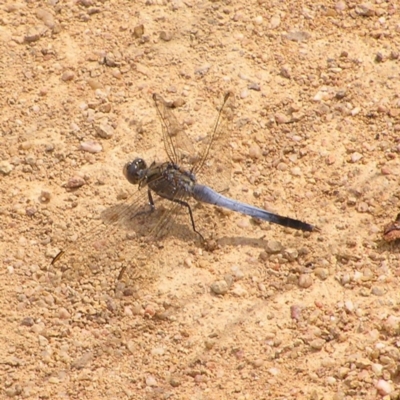 Orthetrum caledonicum (Blue Skimmer) at Bullen Range - 24 Mar 2018 by MatthewFrawley