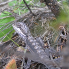 Pogona barbata (Eastern Bearded Dragon) at Bullen Range - 24 Mar 2018 by MatthewFrawley