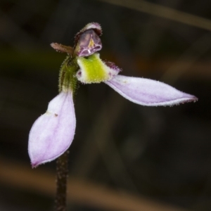 Eriochilus cucullatus at Canberra Central, ACT - 23 Mar 2018