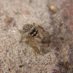Maratus griseus (Jumping spider) at Kambah, ACT - 24 Mar 2018 by MatthewFrawley