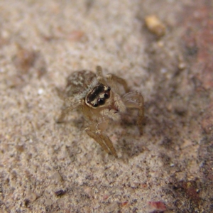 Maratus griseus at Kambah, ACT - 24 Mar 2018