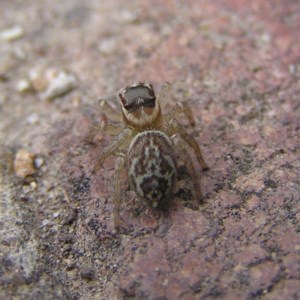 Maratus griseus at Kambah, ACT - 24 Mar 2018