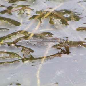 Ischnura heterosticta at Kambah Pool - 24 Mar 2018