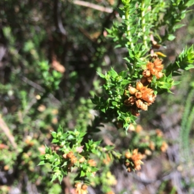 Epacris breviflora (Drumstick Heath) at Rendezvous Creek, ACT - 16 Mar 2018 by alexwatt