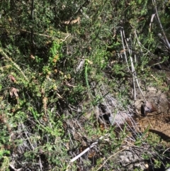 Epacris breviflora at Rendezvous Creek, ACT - 16 Mar 2018