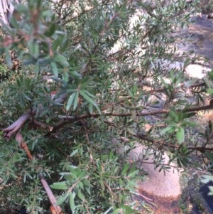 Callistemon pallidus at Rendezvous Creek, ACT - 16 Mar 2018