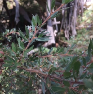 Callistemon pallidus at Rendezvous Creek, ACT - 16 Mar 2018