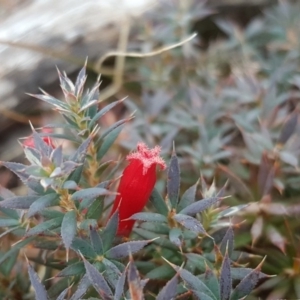 Astroloma humifusum at Isaacs Ridge - 25 Mar 2018