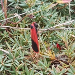 Scoliacma bicolora at Isaacs, ACT - 25 Mar 2018 02:43 PM