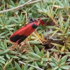 Scoliacma bicolora at Isaacs, ACT - 25 Mar 2018 02:43 PM