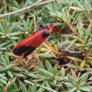 Scoliacma bicolora at Isaacs, ACT - 25 Mar 2018 02:43 PM