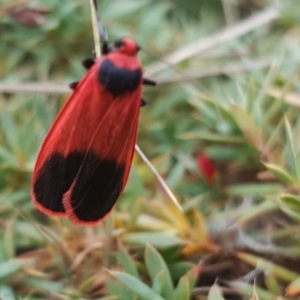 Scoliacma bicolora at Isaacs, ACT - 25 Mar 2018 02:43 PM