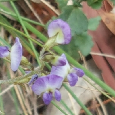 Glycine clandestina (Twining Glycine) at Isaacs Ridge - 25 Mar 2018 by Mike