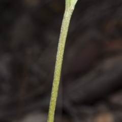 Speculantha rubescens (Blushing Tiny Greenhood) at Canberra Central, ACT - 23 Mar 2018 by DerekC