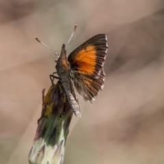 Lucia limbaria (Chequered Copper) at Molonglo River Reserve - 29 Jan 2018 by SWishart