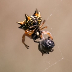 Austracantha minax (Christmas Spider, Jewel Spider) at Stromlo, ACT - 29 Jan 2018 by SWishart