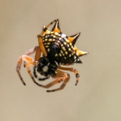 Austracantha minax at Stromlo, ACT - 29 Jan 2018 11:19 AM