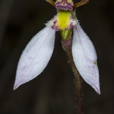 Eriochilus cucullatus (Parson's Bands) at Canberra Central, ACT - 23 Mar 2018 by DerekC