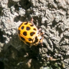 Harmonia conformis (Common Spotted Ladybird) at Lower Molonglo - 29 Jan 2018 by SWishart