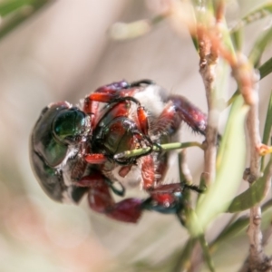 Repsimus manicatus montanus at Stromlo, ACT - 29 Jan 2018