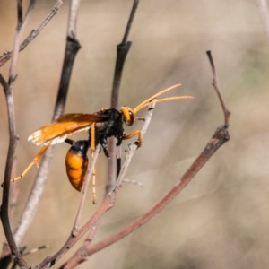 Cryptocheilus bicolor at Stromlo, ACT - 29 Jan 2018