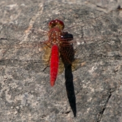 Diplacodes haematodes (Scarlet Percher) at Molonglo River Reserve - 29 Jan 2018 by SWishart