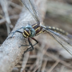 Notoaeschna sagittata (Southern Riffle Darner) at Stromlo, ACT - 28 Jan 2018 by SWishart