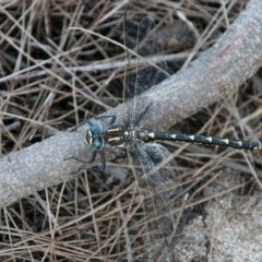 Notoaeschna sagittata at Stromlo, ACT - 29 Jan 2018