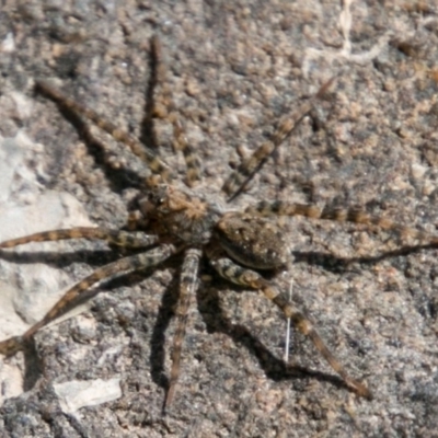 Pisauridae (family) (Water spider) at Stromlo, ACT - 28 Jan 2018 by SWishart