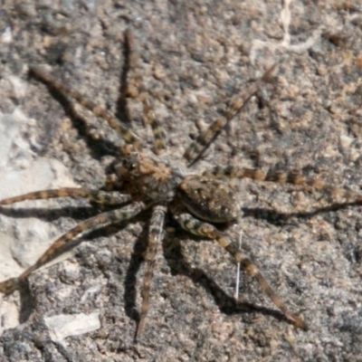 Pisauridae (family) (Water spider) at Stromlo, ACT - 29 Jan 2018 by SWishart