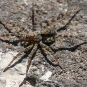 Pisauridae (family) at Stromlo, ACT - 29 Jan 2018