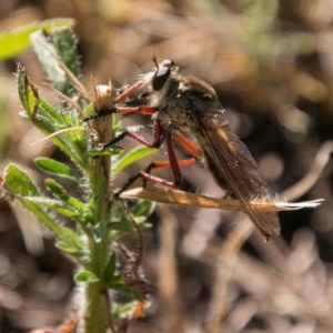 Colepia ingloria at Stromlo, ACT - 29 Jan 2018 10:07 AM