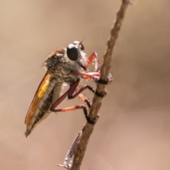 Colepia ingloria at Stromlo, ACT - 29 Jan 2018 10:07 AM