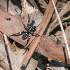 Nyssus albopunctatus (White-spotted swift spider) at Paddys River, ACT - 11 Feb 2018 by SWishart