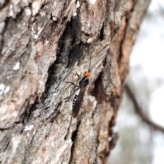 Callibracon capitator (White Flank Black Braconid Wasp) at Watson, ACT - 25 Mar 2018 by RobertD