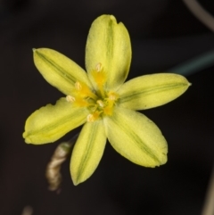 Tricoryne elatior (Yellow Rush Lily) at Crace, ACT - 24 Mar 2018 by DerekC