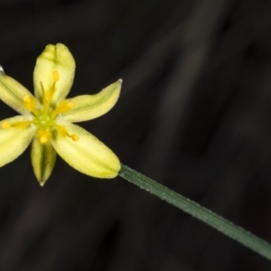 Tricoryne elatior at Crace, ACT - 24 Mar 2018