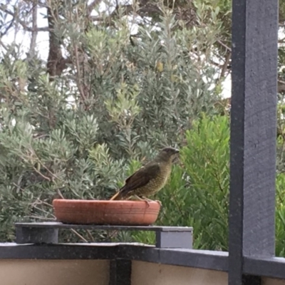 Ptilonorhynchus violaceus (Satin Bowerbird) at Potato Point, NSW - 25 Mar 2018 by BillBarker