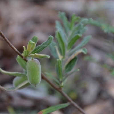 Billardiera scandens (Hairy Apple Berry) at Wamboin, NSW - 1 Feb 2018 by natureguy