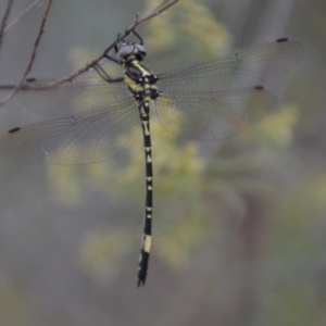 Parasynthemis regina at Wamboin, NSW - 5 Feb 2018