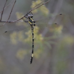 Parasynthemis regina at Wamboin, NSW - 5 Feb 2018