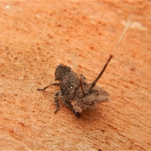 Platybrachys sp. (genus) at Cook, ACT - 25 Mar 2018