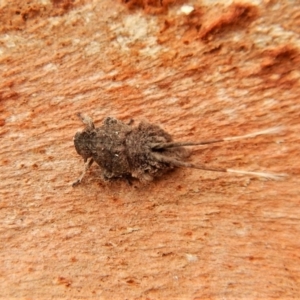 Platybrachys sp. (genus) at Cook, ACT - 25 Mar 2018 11:13 AM