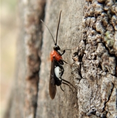 Pycnobraconoides sp. (genus) (A Braconid wasp) at Cook, ACT - 24 Mar 2018 by CathB