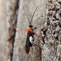 Pycnobraconoides sp. (genus) at Cook, ACT - 25 Mar 2018 10:54 AM