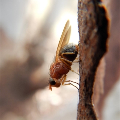 Lauxaniidae (family) (Unidentified lauxaniid fly) at Cook, ACT - 24 Mar 2018 by CathB